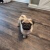 Male Pug – Porter