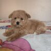 Maltipoo