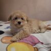 Maltipoo