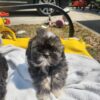 Shih tzu puppies