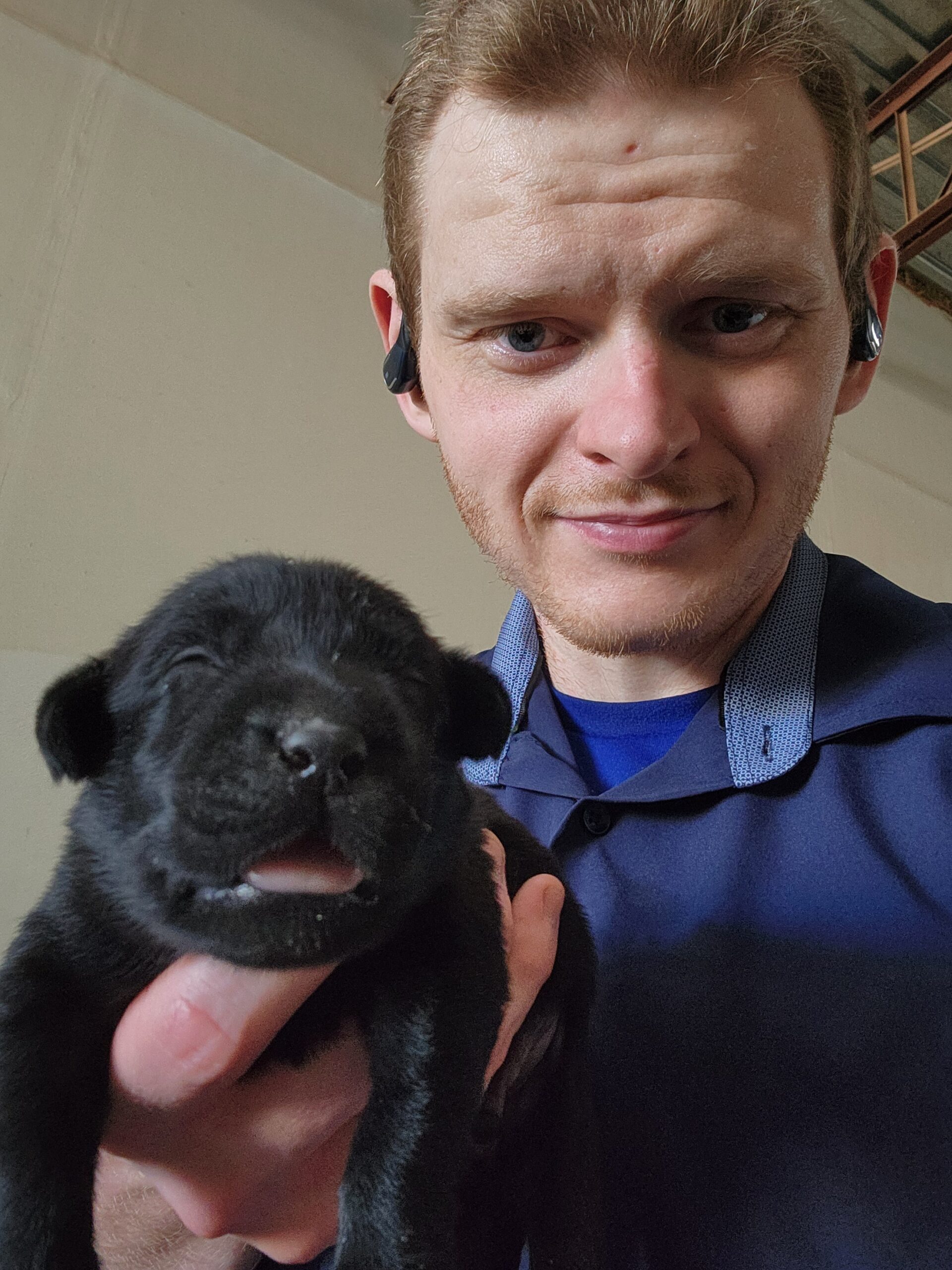 Champion Labradors Of Florida