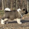 Stunning Akita Pup
