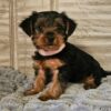 Adorable Yorkshire Terrier puppies