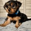 Handsome Blue, adorable Yorkie