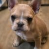 Adorable Frenchie Girl