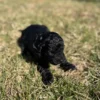 Standard Multi-Gen Bernedoodle Female