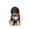 Tibetan Mastiff Puppy Boy