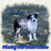 Brainy ~ Mini Blue Merle Aussie Male