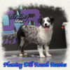 Brainy ~ Mini Blue Eyed Blue Merle Aussie Male