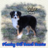 Dior ~ Toy Blue Eyed Black Tri Aussie Male