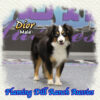 Dior ~ Toy Blue Eyed Black Tri Aussie Male
