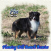 Fin ~ Toy Black Tri Aussie Male