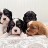 Full Blood Cavalier King Charles Puppies