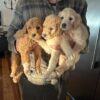 8 Goldendoodle Puppies 4 boys 4 girls