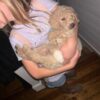 8 Goldendoodle Puppies 4 boys 4 girls