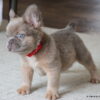 AKC Fluffy Frenchie, Kirby