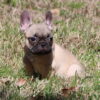 AKC French Bulldog Male, Elvis