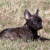 AKC Black Brindle Boy, Barney
