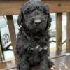 Goldendoodle female