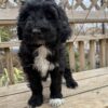 Portidoodle puppy