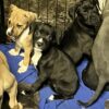 Free American pitbull terrier/black lab puppies