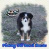 Jaunt ~ Toy / Small Mini Blue Eyed Black Tri Aussie Female