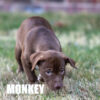 Pitbull Catahoula Mix Monkey