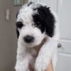 Mini Sheepadoodle