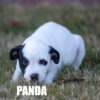 Pitbull Catahoula Mix Panda