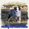 Pardon ~ Toy Blue Merle Aussie Male