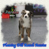 Pardon ~ Toy Blue Merle Aussie Male