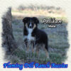 Pelikan ~ Toy Black Tri Aussie Male