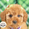 F1b Adorable Female Cavapoo Puppy – 9 Weeks, Red Color, Ready Now!