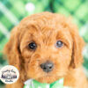 F1b Cavapoo Boy – Red, Vet Checked, Family Raised