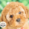 F1b Sweet Cavapoo Male – Red, 9 Weeks, Salt Lake Area Breeder