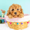 F1b Sweet Cavapoo Male – Red, 10 Weeks, Salt Lake Area Breeder