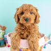 F1b Cavapoo Boy – Red, Vet Checked, Family Raised