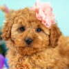 F1b Adorable Female Cavapoo Puppy – 11 Weeks, Red Color, Ready Now!