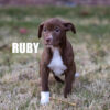 Pitbull Catahoula Mix Ruby