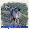 Seeker ~ Toy Blue Merle Aussie Male