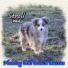 Stroll ~ Toy Blue Merle Aussie Male