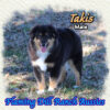 Takis ~ Toy Black Tri Aussie Male