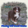 Tevin ~ Toy Red Tri Aussie Male