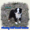 Tevis ~ Toy Blue Eyed Black Tri Aussie Male