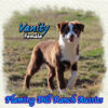 Vanity ~ Mini Blue Eyed Red Bi Aussie Female