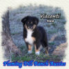 Visconti ~ Toy Black Tri Aussie Male