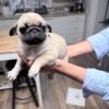 PUGS – Akc Registered