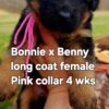 German Shepherd dog long coat pink collar
