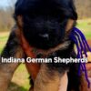 GSD long coat female purple collar german shepherd dog