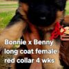 german shepherd long hair red collar